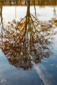 Tree reflections on the water surface Tree reflections on the water surface